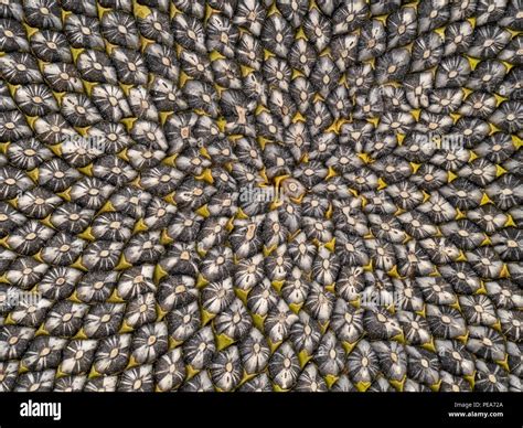 Sunflower Seed Head Detail Fibonacci Pattern Stock Photo Alamy