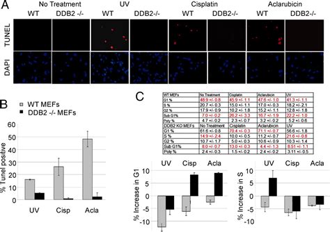 Ddb2 Decides Cell Fate Following Dna Damage Pnas