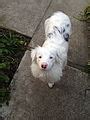 categorymicrophthalmia  dogs wikimedia commons