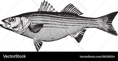 Striped bass vintage Royalty Free Vector Image