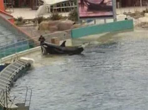 Marineland Les Orques Vid O Dailymotion