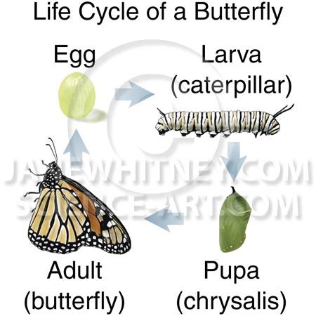 Very Funny All Wallpaper: Monarch butterflies life cycle