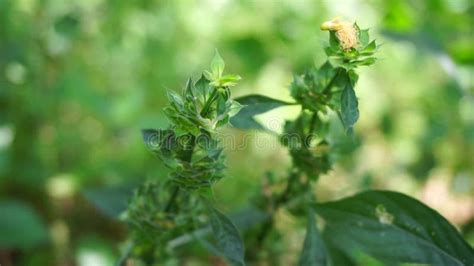 Clinacanthus Nutans Auch Als Acanthaceae Belalai Gajah Phaya Yo Sabah