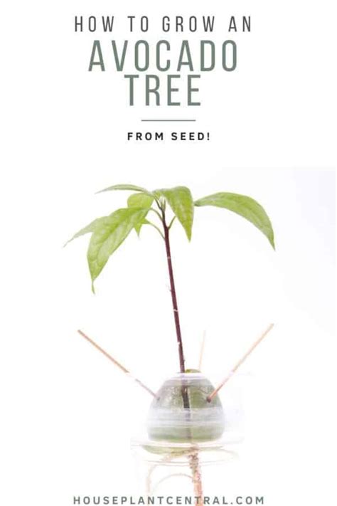 Growing an avocado from a pit in 5 easy steps! - Houseplant Central