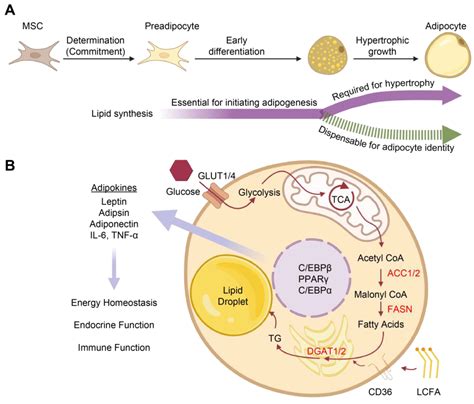 Biomedicines Free Full Text Uncoupling Lipid Synthesis From