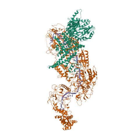 RCSB PDB 7ZOQ Cryo EM Structure Of A CRISPR Effector In Complex With