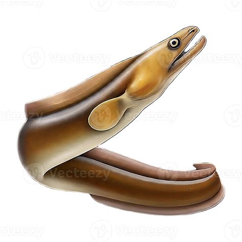 Murena Eel On Transparent Background Highly Detailed 46823154 Png