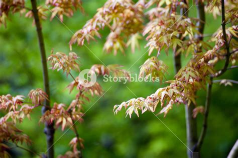 Yellow Japanese maple leaves Royalty-Free Stock Image - Storyblocks