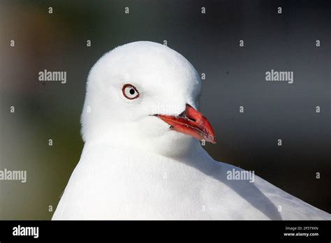 Red Billed Gull Larus Novaehollandiae Chroicocephalus Scopulinus Head