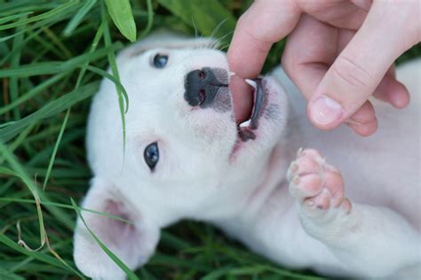 Puppy Teeth Stages: What You Need to Know | Furry Babies Portage