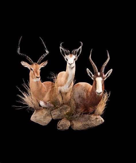 Natural Looking Taxidermy Art | Taxidermy, Animal taxidermy, Taxidermy art