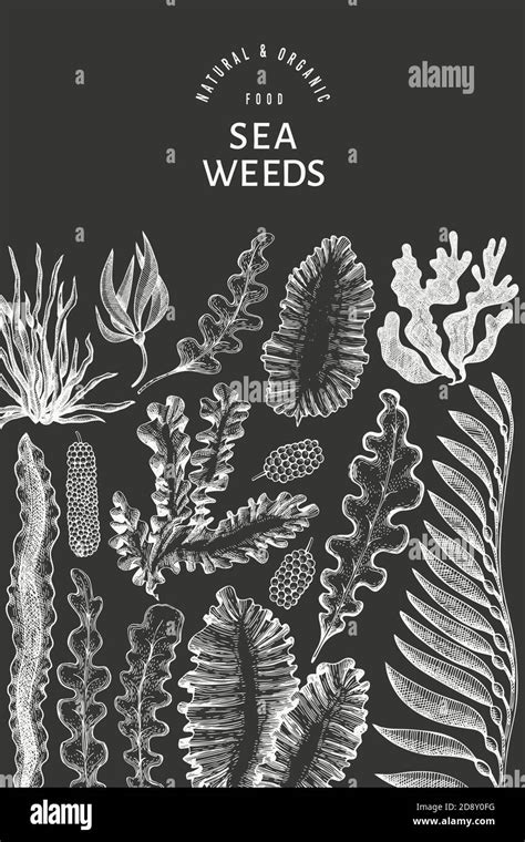 Seaweed Design Template Hand Drawn Vector Seaweeds Illustration On