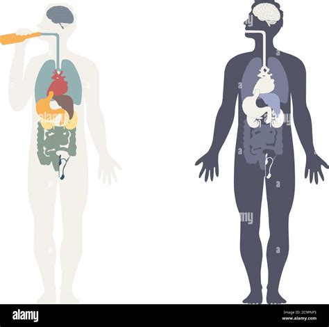 Contorno vectorial del cuerpo humano con órganos Imagen Vector de stock