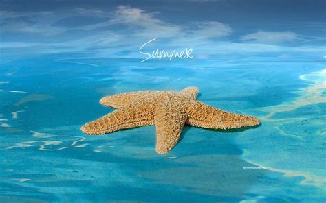 Summer Screensavers Wallpapers - Wallpaper Cave