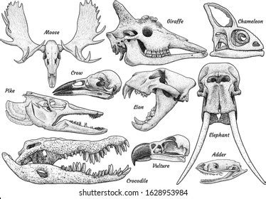 36,475 Animal Skull Drawings Images, Stock Photos & Vectors | Shutterstock