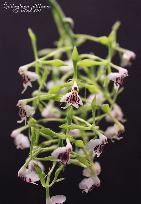 Epidendrum Piliferum Unusual Flowers Most Beautiful Flowers Pretty