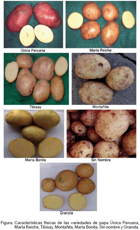Crecimiento Y Producci N De Variedades De Papa En Cuencas Municipio