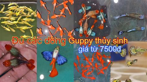 Koi Red Ear RB TBB Dumbo Big Ear Fullgold Ribbon HB Red lên hàng đa