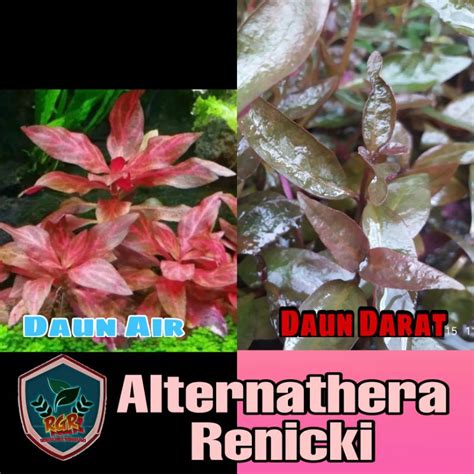 Jual Alternathera Renicki Tanaman Aquascape Paludarium Vivarium