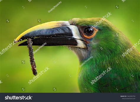 Bird Portrait Closeup Bill Toucan Food Stock Photo 1562395759 ...