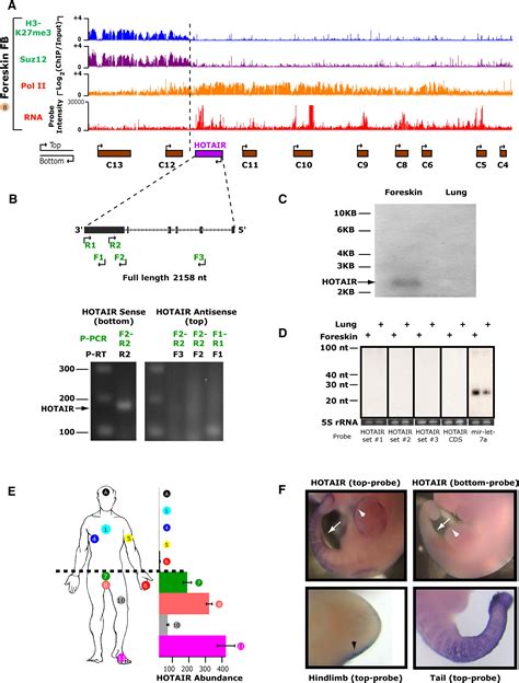 Functional Demarcation Of Active And Silent Chromatin Domains In Human