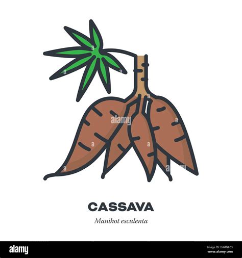 Cassava Manihot Esculenta Stock Vector Images Alamy