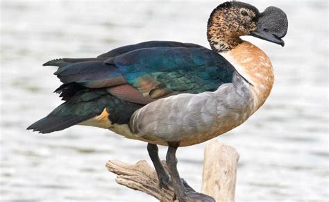 Migratory Birds That Visit India In The Summer And Where To See Them