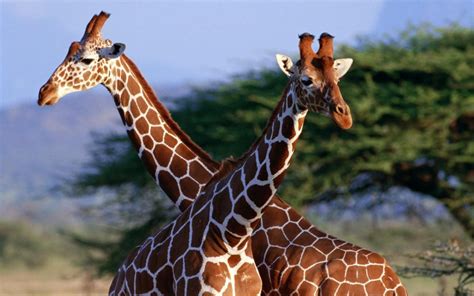 Amazing African Animals: The Tallest Amazing Giraffe | Giraffe pictures, Giraffe, Animals wild