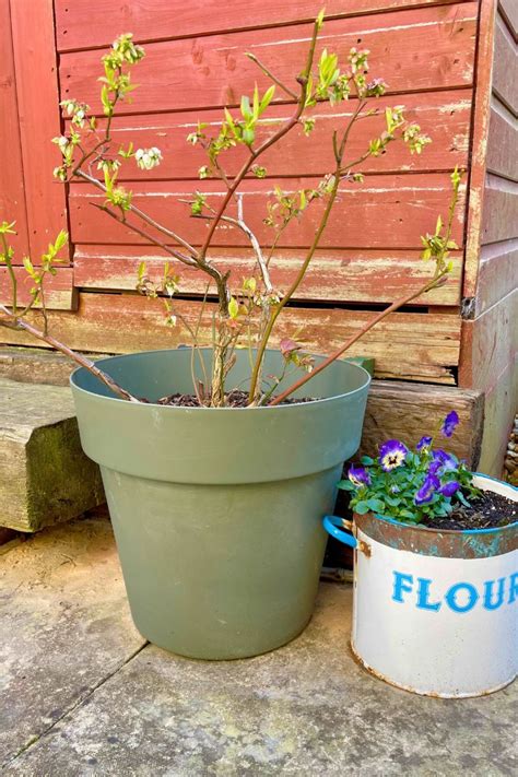 Planting Blueberry Bushes In Pots Growing Tips And Types To Try