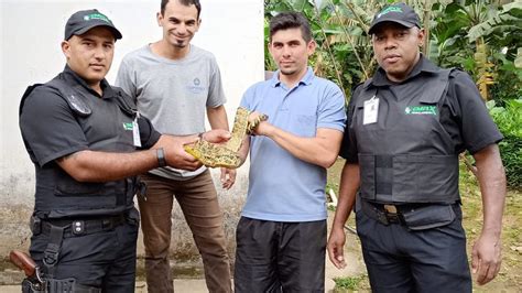 Jiboia mais rara do mundo é achada sem querer no interior de São