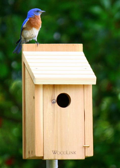 Nestwatch My 1st Bluebird Nest Box Attempt Nestwatch