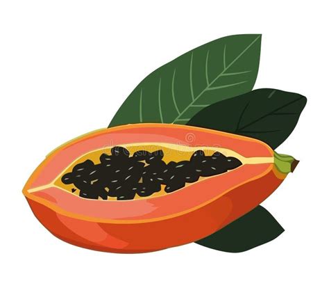 ripe papaya slice fresh  healthy snack stock vector illustration