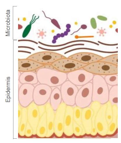 Qu Es El Microbioma Por Qu Es Tan Importante El Microbiomalabei