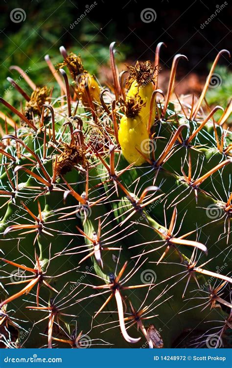 Fishhook Barrel Cactus stock photo. Image of plant, round - 14248972