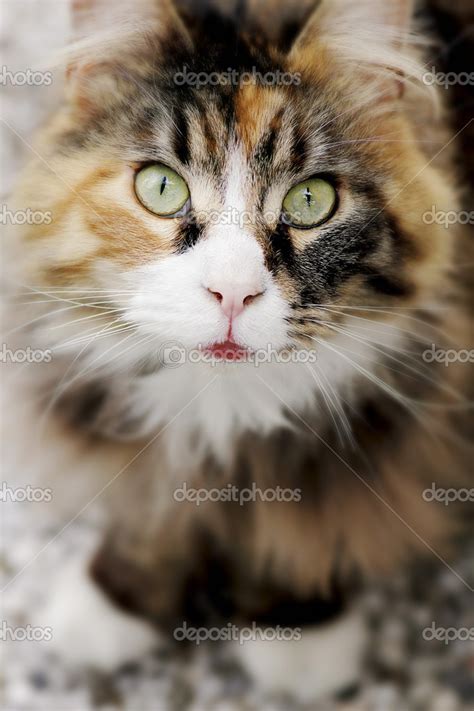 LONG HAIR TABBY CAT INTENSE PORTRAIT Stock Photo by ©TTLmedia 37283615