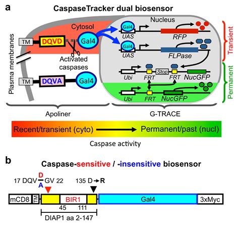 In Vivo Biosensor Tracks Non Apoptotic Caspase Activity In Drosophila