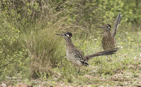 La Lomita Wildlife Photography Ranch