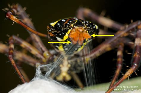 Spinnerets Asian Society Of Arachnology