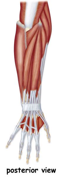 Posterior Muscles Of The Lower Arm Diagram Quizlet