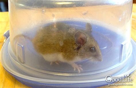 Keep Mice Away How To Deter Mice Pest Control Mice Mice Repellent