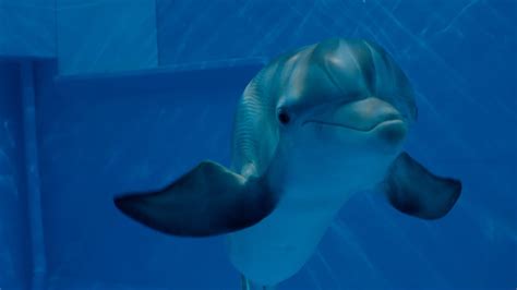 Dolphin Tale 2 Movie Trailer