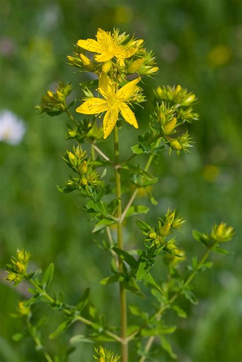 Hypericum Perforatum Perforate St John S Wort Emorsgate Seeds