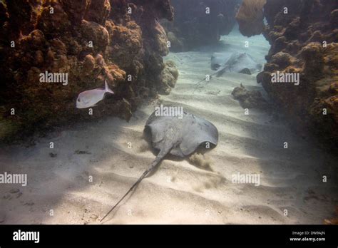 Underwater View Of A Caribbean Whiptail Stingray Himantura Schmardae