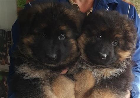 Cuccioli Pastore Tedesco Pelo Lungo Nero Focati Allevamento Del Monte