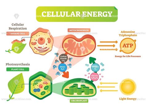 Topic 3 4 Cellular Energy Diagram Quizlet