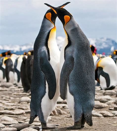 The Many Species of Penguins on Earth