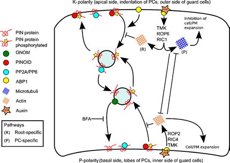 Pindriven Polar Auxin Transport In Plant Developmental Plasticity A