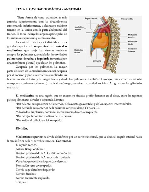 SOLUTION Tema 2 Cavidad Tor Cica Anatom A Studypool