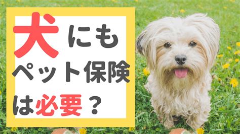 【fp監修】犬のペット保険は必要？不要？「結局貯蓄とどっちが賢い？」を徹底解説｜2024年12月最新！ペット保険の比較・見積もり。人気