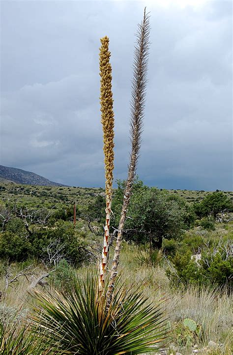 Desert Plants,Flowers,Trees | cini clips